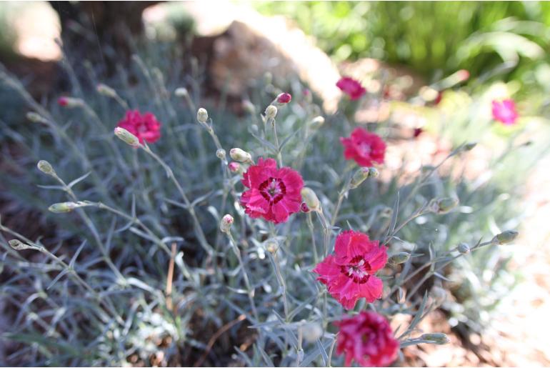 Dianthus plumarius 'Welwyn' Dianthus plumarius 'Welwyn' -22143