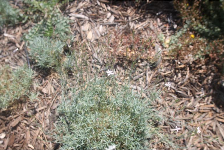 Dianthus pyrenaicus 'Cap Bear' Dianthus pyrenaicus 'Cap Bear' -22144