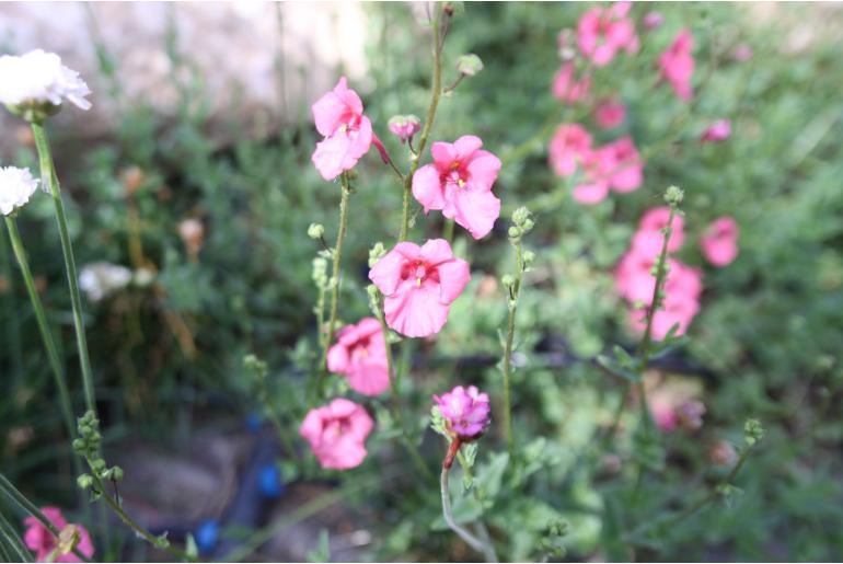 Diascia 'Ruby Field' Diascia 'Ruby Field' -22145