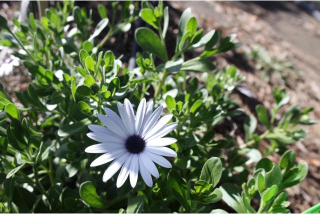 Struikachtige margriet 'Album'