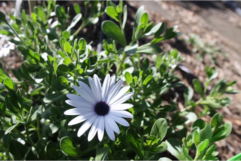 Dimorphotheca fruticosa 'Album' Dimorphotheca fruticosa 'Album' -22247