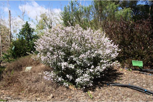 Confettistruik 'Pink Fountain'