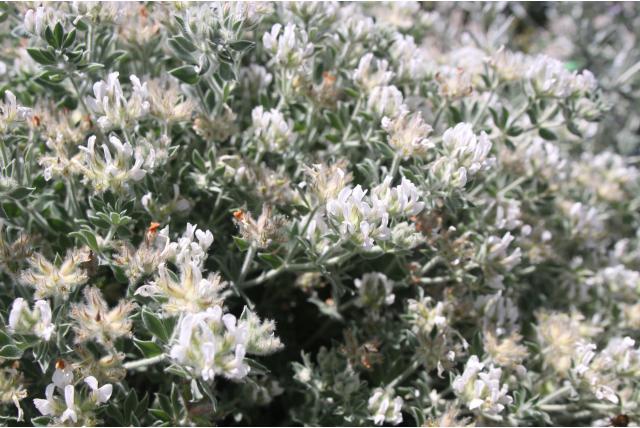 Kanarieklaver 'Fréjorgues' Kanarieklaver 'Fréjorgues'