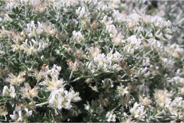 Dorycnium hirsutum 'Frejorgues' Dorycnium hirsutum 'Frejorgues' -22149