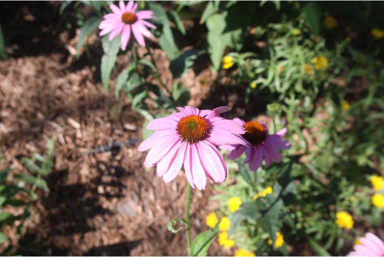 Echinacea purpurea 'Magnus' Echinacea purpurea 'Magnus' -22152