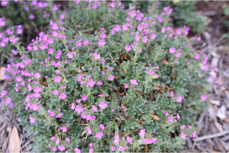Erinus alpinus 'Dr Hähnle' Erinus alpinus 'Dr Hähnle' -22155