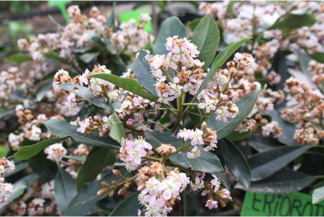 Japanse mispel 'Coppertone' Japanse mispel 'Coppertone'