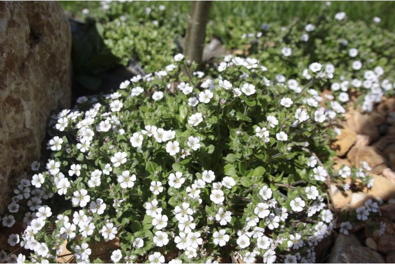 Erodium reichardii 'Album' Erodium reichardii 'Album' -22160