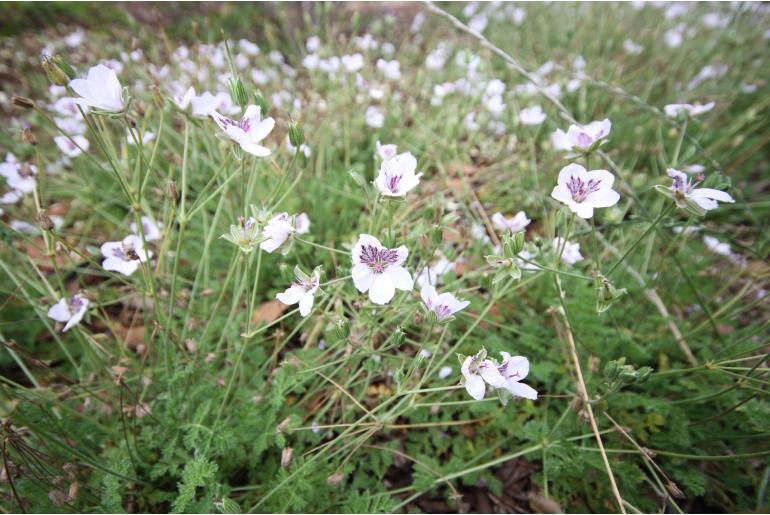 Erodium x kolbianum 'Stephanie' Erodium x kolbianum 'Stephanie' -22157