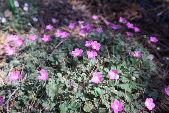 Reigersbek 'Bishop's Form' Reigersbek 'Bishop's Form'