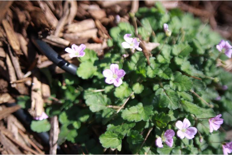 Erodium x variabile 'Flore Pleno' Erodium x variabile 'Flore Pleno' -22158