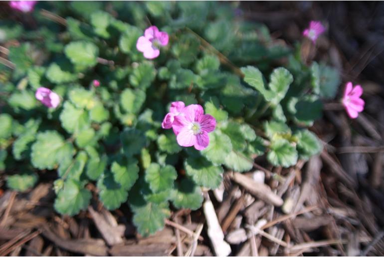 Erodium x variabile 'Roseum' Erodium x variabile 'Roseum' -22159