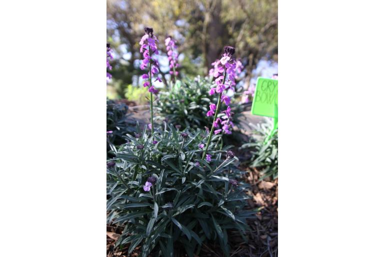 Erysimum 'Bowles Mauve' Erysimum 'Bowles Mauve' -22162