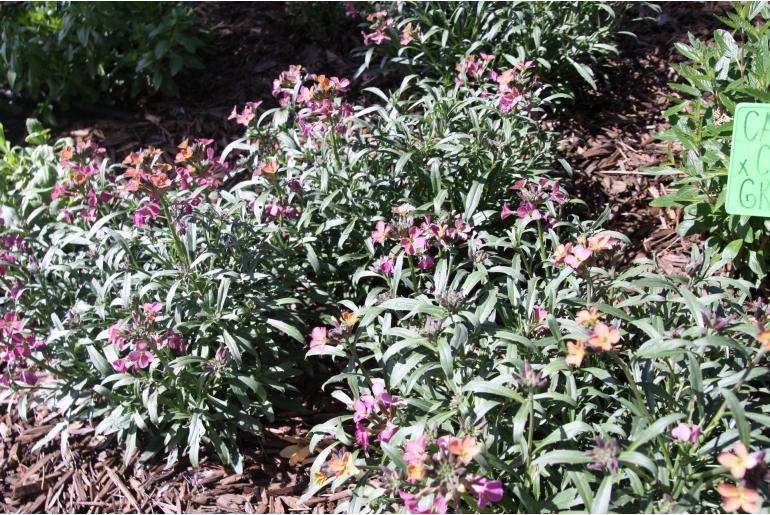 Erysimum 'Constant Cheer' Erysimum 'Constant Cheer' -22163