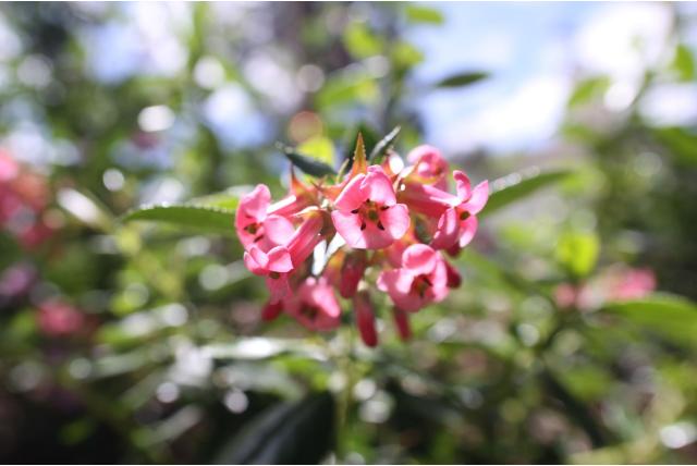 Escallonia 'Donard Seedling' Escallonia 'Donard Seedling'