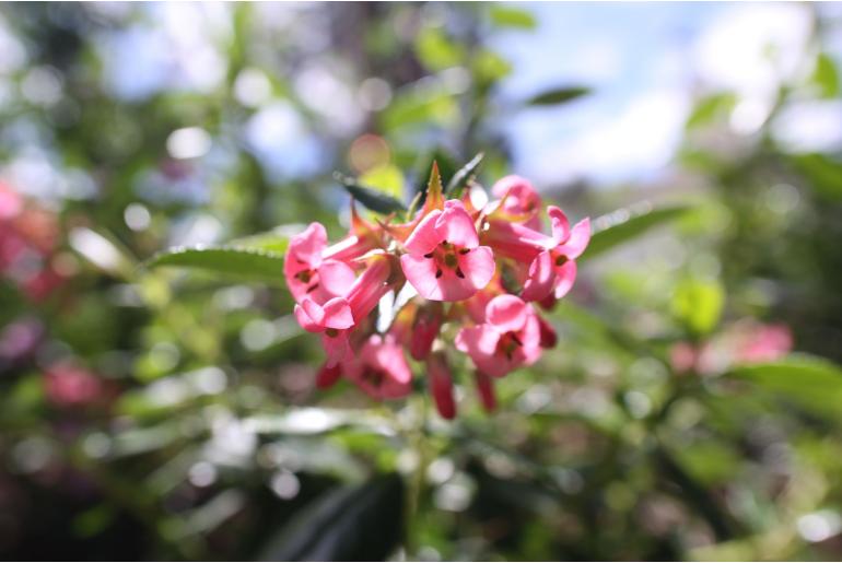 Escallonia 'Donard Seedling' Escallonia 'Donard Seedling' -22165