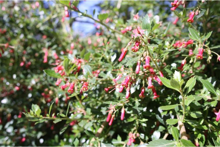 Escallonia 'Donard Star' Escallonia 'Donard Star' -22166