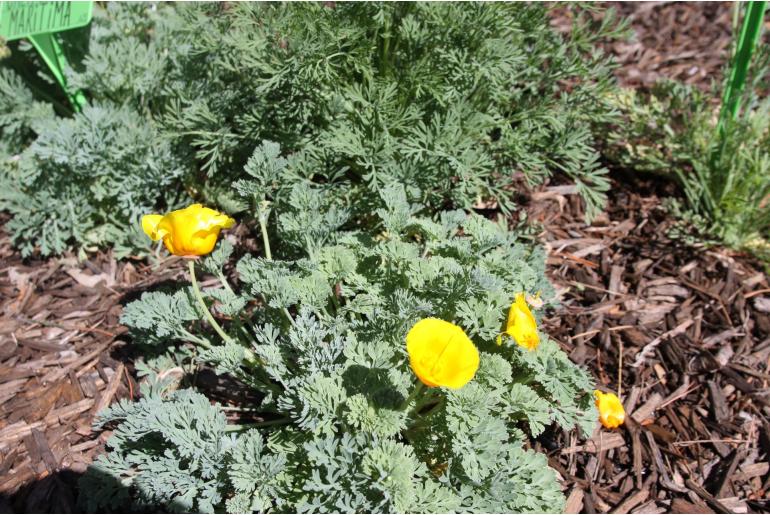 Eschscholzia californica 'Maritima' Eschscholzia californica 'Maritima' -22168