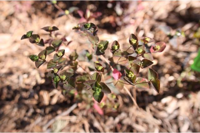 Zoete wolfsmelk 'Chameleon'