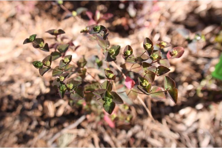 Euphorbia dulcis 'Chameleon' Euphorbia dulcis 'Chameleon' -22170
