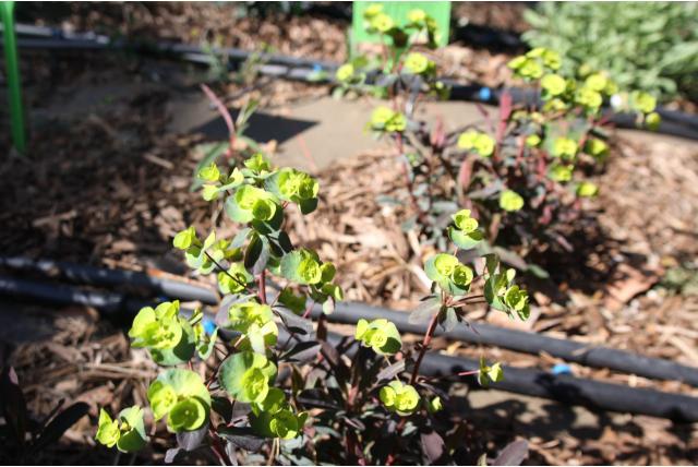 Kleurige wolfsmelk 'Purpurea'