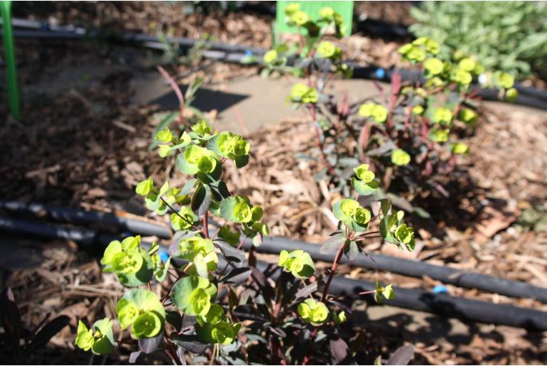 Euphorbia epithymoides 'Purpurea' Euphorbia epithymoides 'Purpurea' -22172