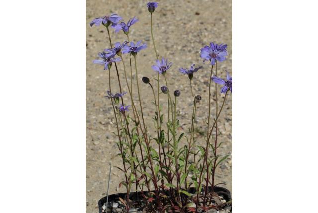 Echte blauwe felicia Echte blauwe felicia