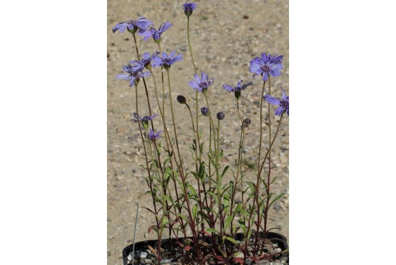 Felicia heterophylla Felicia heterophylla -22986