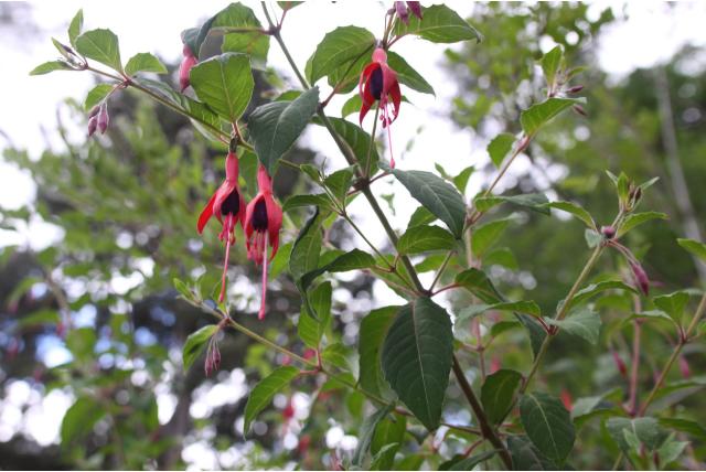 Magellan fuchsia 'Gracilis' Magellan fuchsia 'Gracilis'