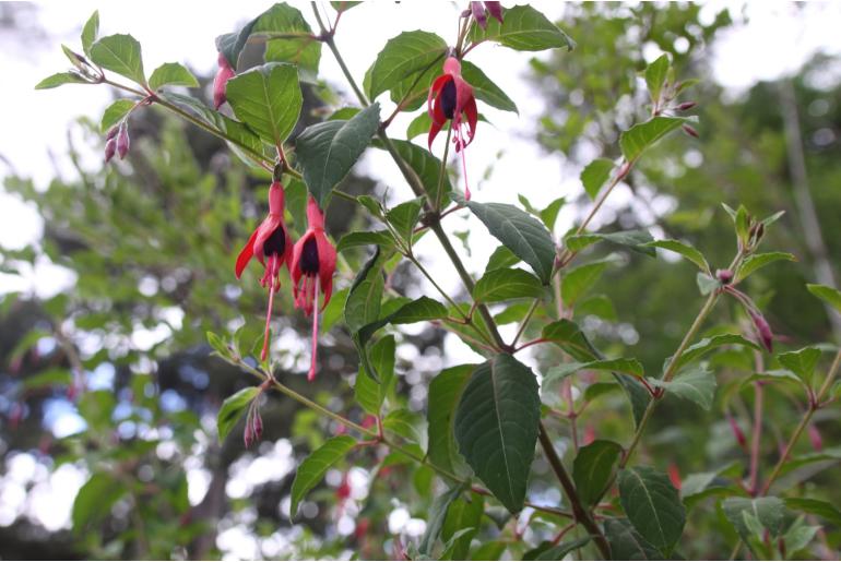 Fuchsia magellanica 'Gracilis' Fuchsia magellanica 'Gracilis' -22174