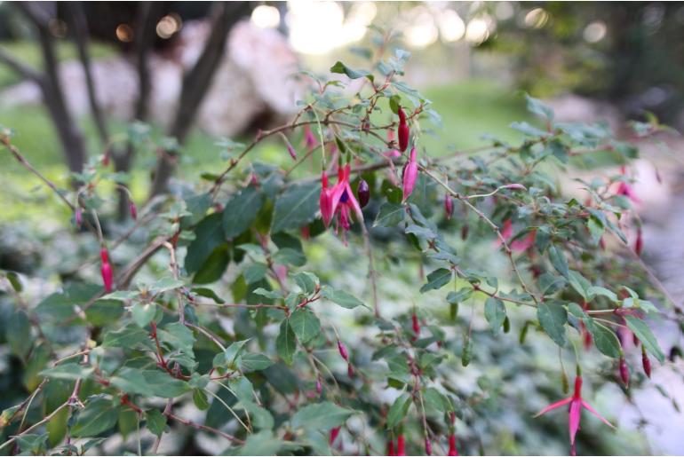 Fuchsia magellanica 'Riccartonii' Fuchsia magellanica 'Riccartonii' -22173