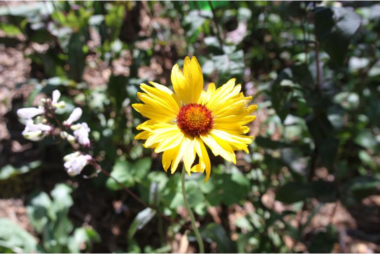 Gaillardia aristata 'Amber Wheels' Gaillardia aristata 'Amber Wheels' -22176