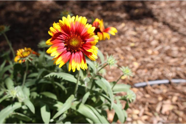 Gaillardia aristata 'Kobold' Gaillardia aristata 'Kobold' -22177