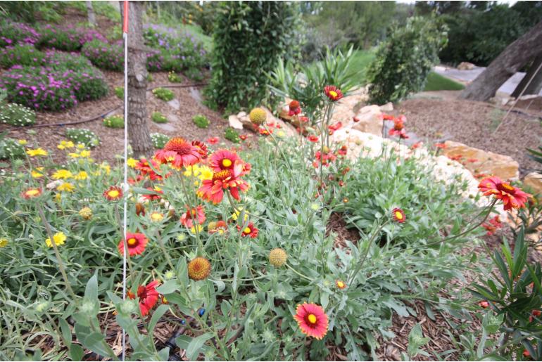 Gaillardia x grandiflora 'Burgunder' Gaillardia x grandiflora 'Burgunder' -22175
