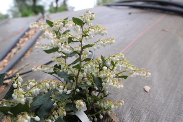 Aalshorst' bergthee Aalshorst' bergthee