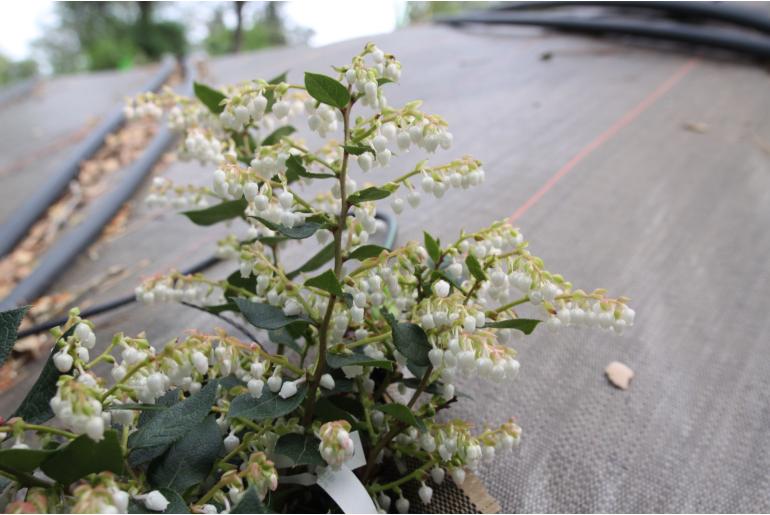 Gaultheria 'Aalshorst' Gaultheria 'Aalshorst' -22178