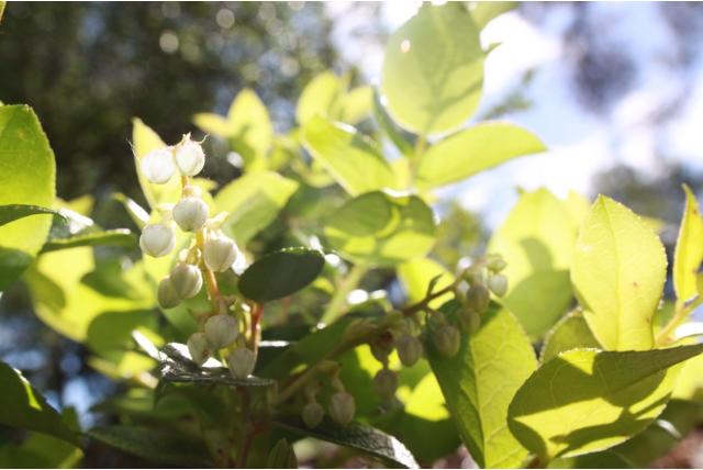 Glenroy Maureen' Gaultheria Glenroy Maureen' Gaultheria