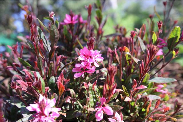 Prachtkaars 'Crimson Butterflies' Prachtkaars 'Crimson Butterflies'