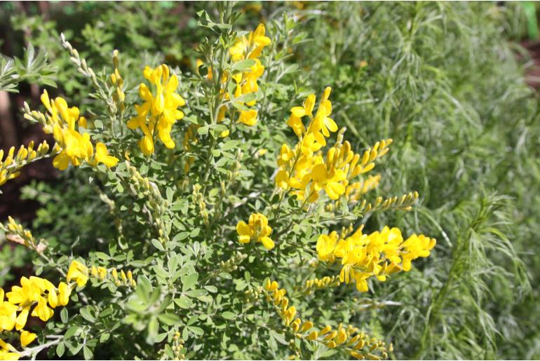 Genista 'Porlock' Genista 'Porlock' -22184