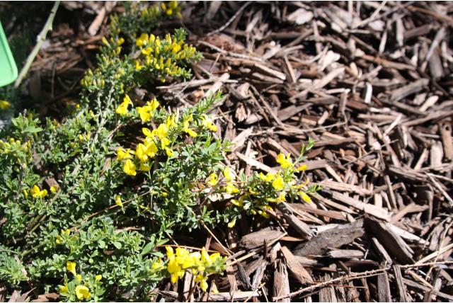 Kruipbrem 'Vancouver Gold'