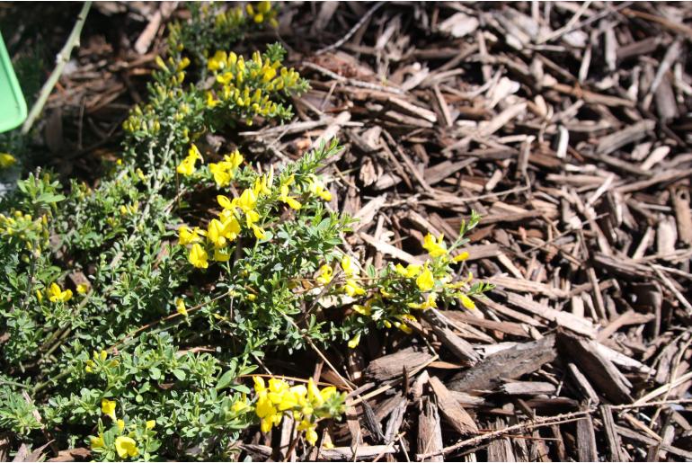 Genista pilosa 'Vancouver Gold' Genista pilosa 'Vancouver Gold' -22182
