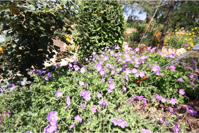 Geranium 'Azur Rush' Geranium 'Azur Rush'