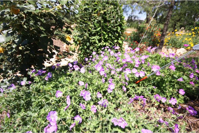 Geranium 'Azur Rush' Geranium 'Azur Rush' -22490