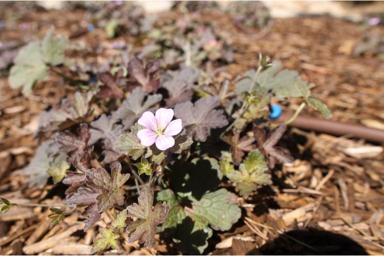Geranium 'Dusky Crug' Geranium 'Dusky Crug' -22187