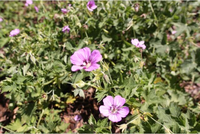 Ooievaarsbek 'Havana Blue' Ooievaarsbek 'Havana Blue'