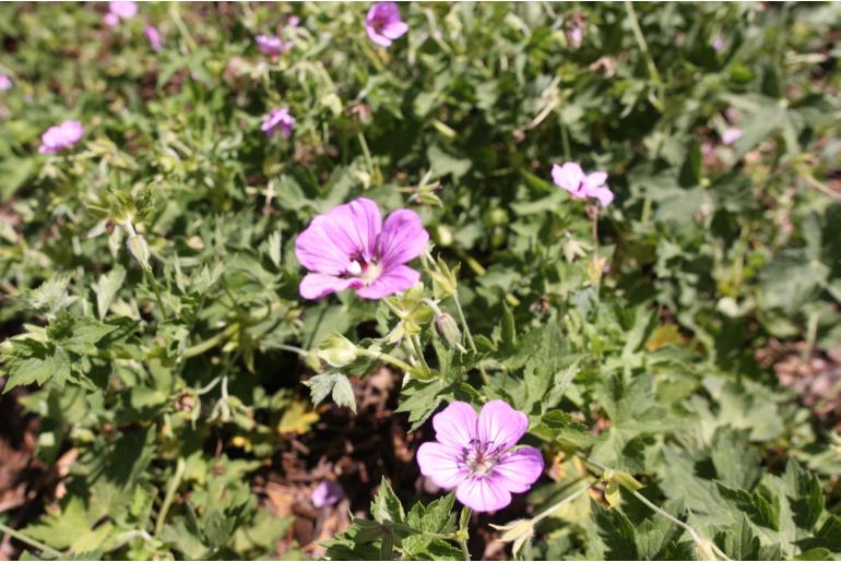 Geranium 'Havana Blue' Geranium 'Havana Blue' -22491