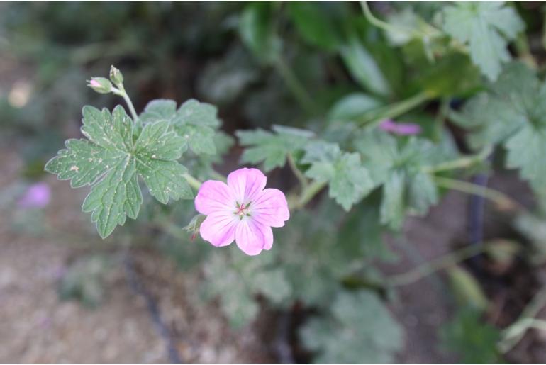 Geranium x riversleaianum 'Mavis Simpson' Geranium x riversleaianum 'Mavis Simpson' -22193