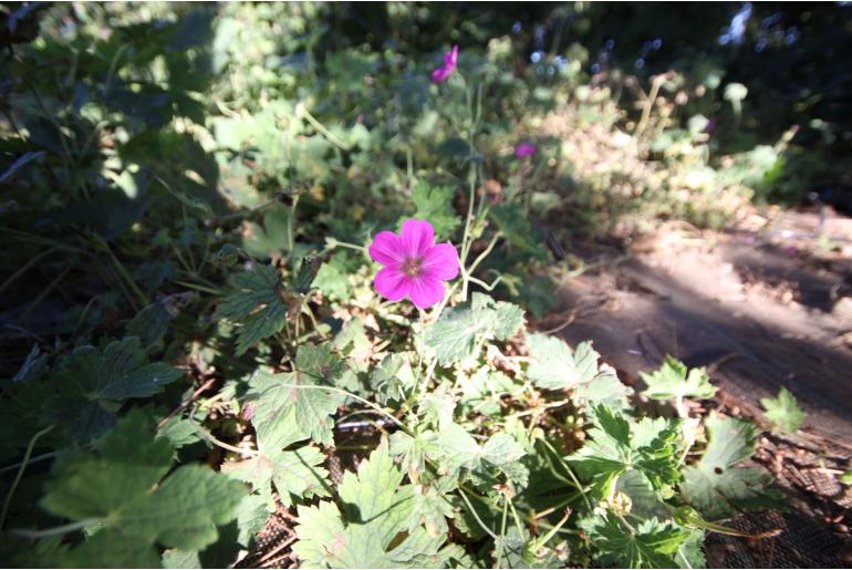 Geranium x riversleaianum 'Richard Prichard' Geranium x riversleaianum 'Richard Prichard' -22194