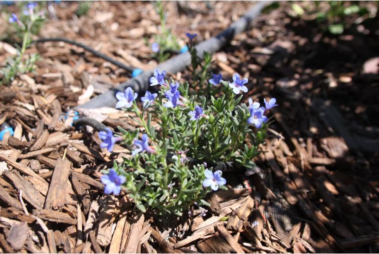 Glandora diffusa 'Heavenly Blue' Glandora diffusa 'Heavenly Blue' -22237