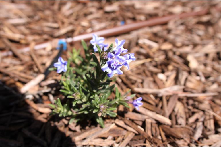 Glandora diffusa 'Star' Glandora diffusa 'Star' -22343